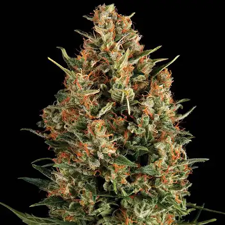 Wembley - Pyramid Seeds