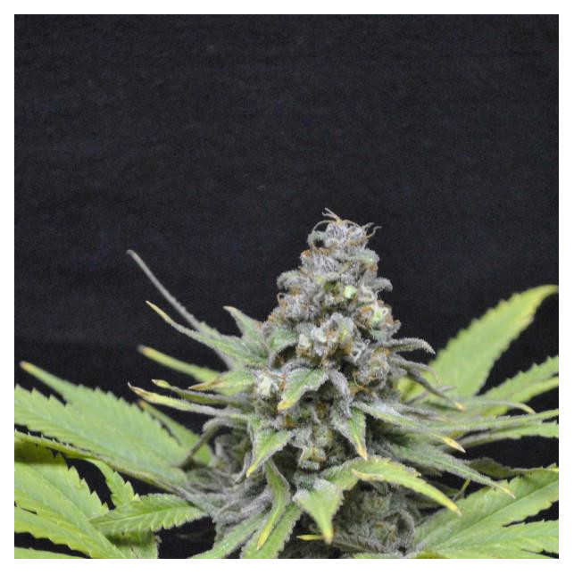 CBD Critical Mass 3