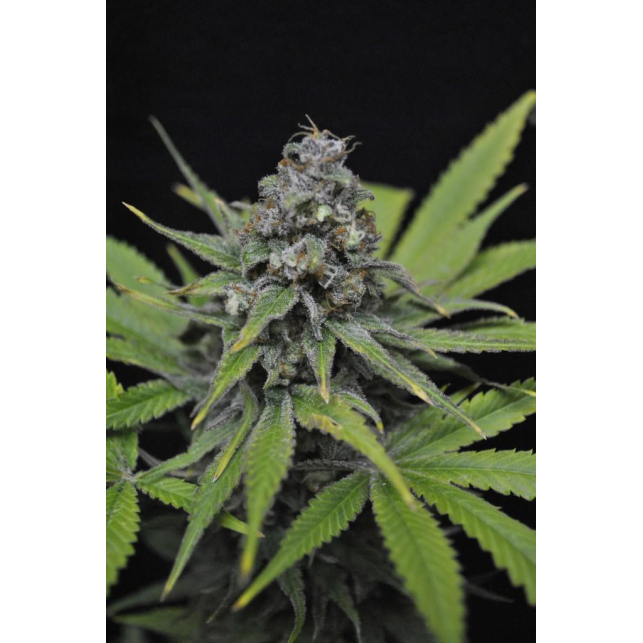 CBD Critical Mass 3