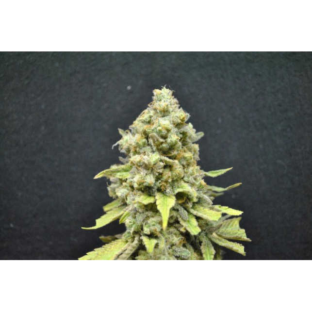 CBD Critical Mass 3
