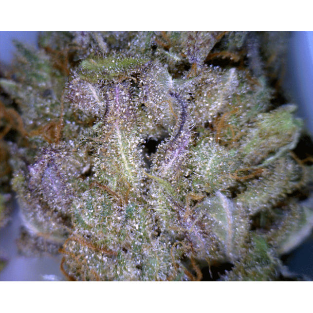 CBD Critical Mass 3