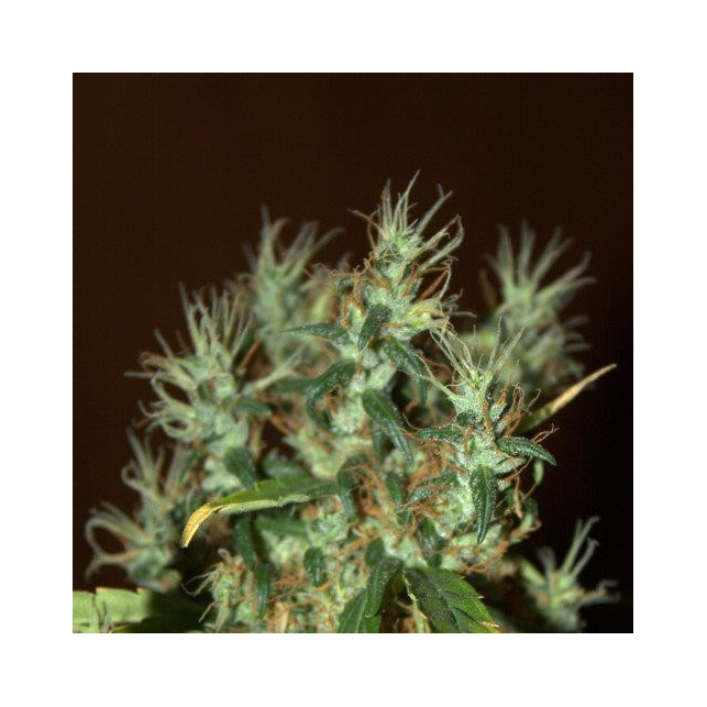 CBD Mango Haze 2