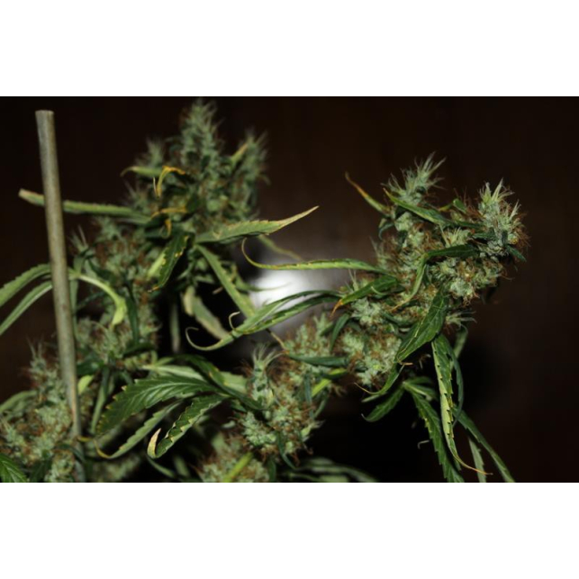 CBD Mango Haze 2