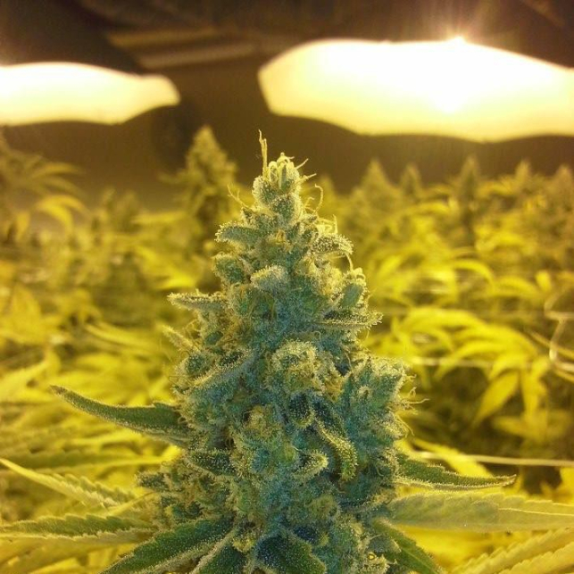 CBD MediHaze 2