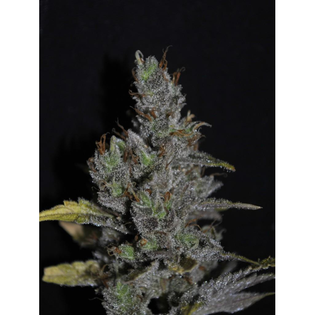 CBD MediHaze 2