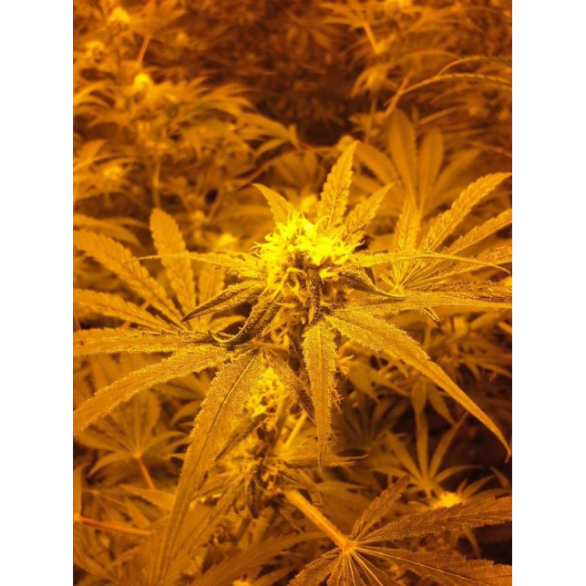 CBD MediHaze 2