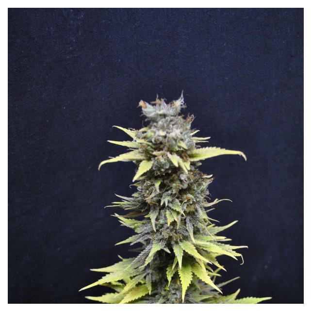 CBD Nordle 2