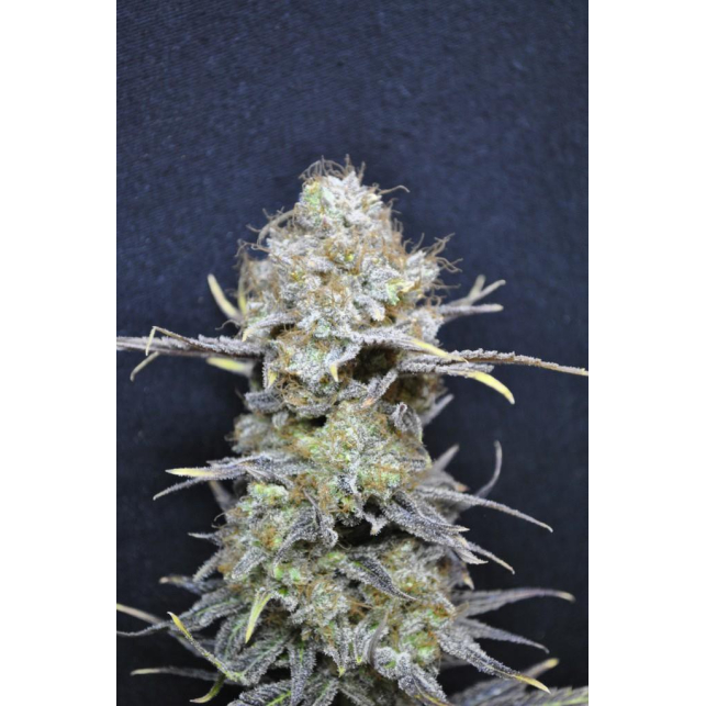 CBD Nordle 2