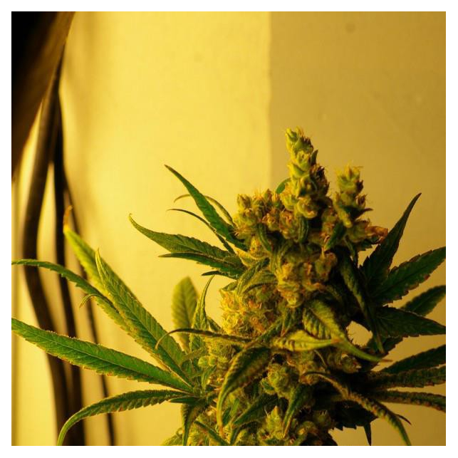 CBD Shark 3