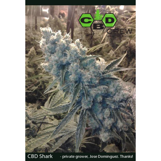 CBD Shark 3