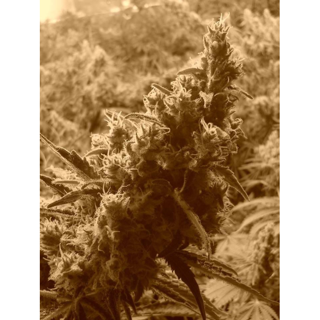 CBD Shark 3