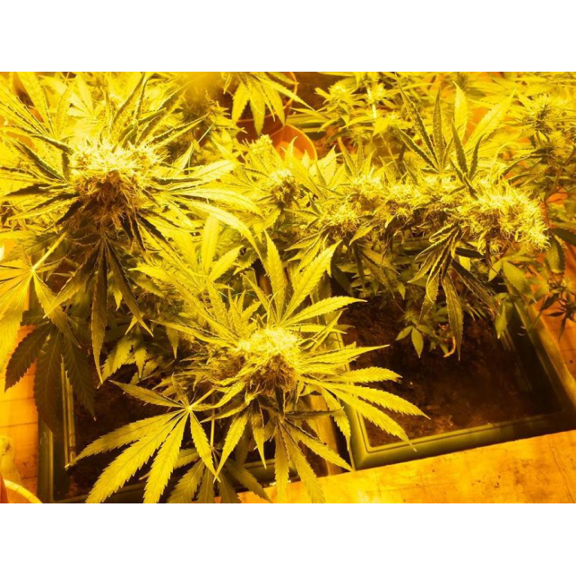 CBD Shark 3