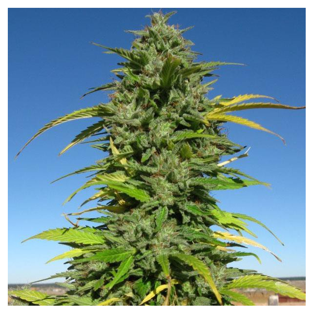 CBD Yummy