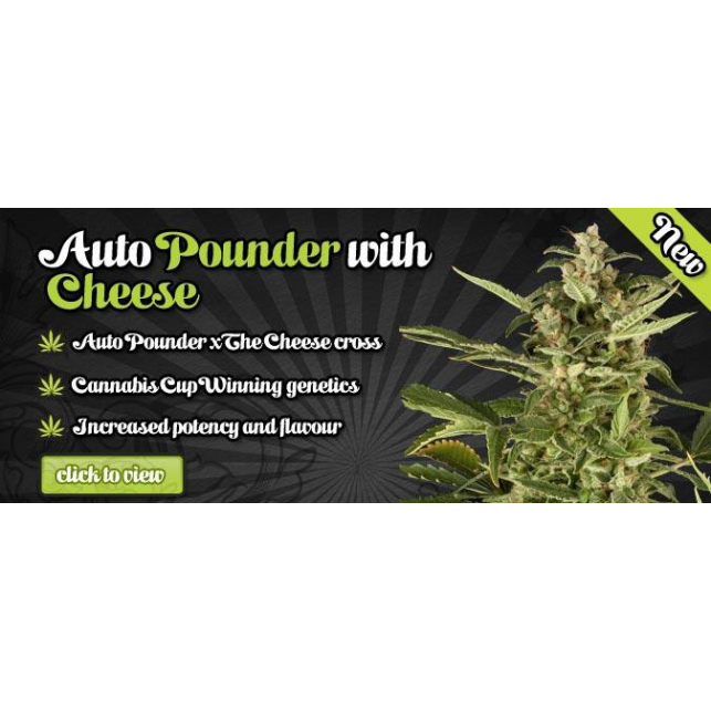 Auto Pounder With Cheese 1