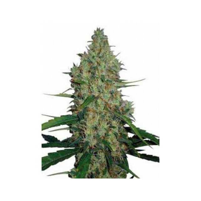 G13 Haze Mr Nice 1