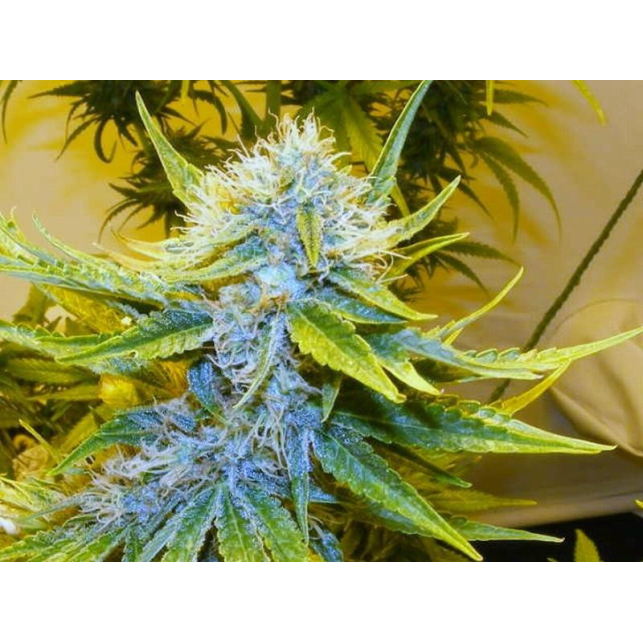 G13 Haze Mr Nice 1