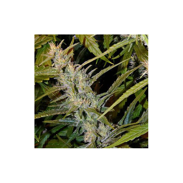 G13 Skunk 1