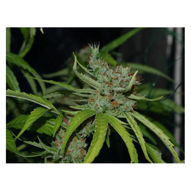 G13 Skunk 1