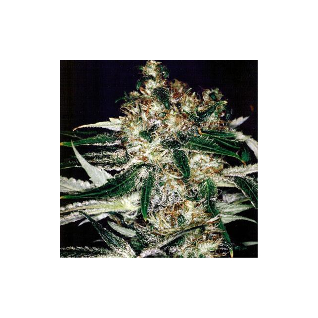 Medicine Man 1