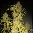 NL5 x Afghan 2 - Mr Nice