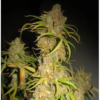 NL5 x Afghan 2 - Mr Nice