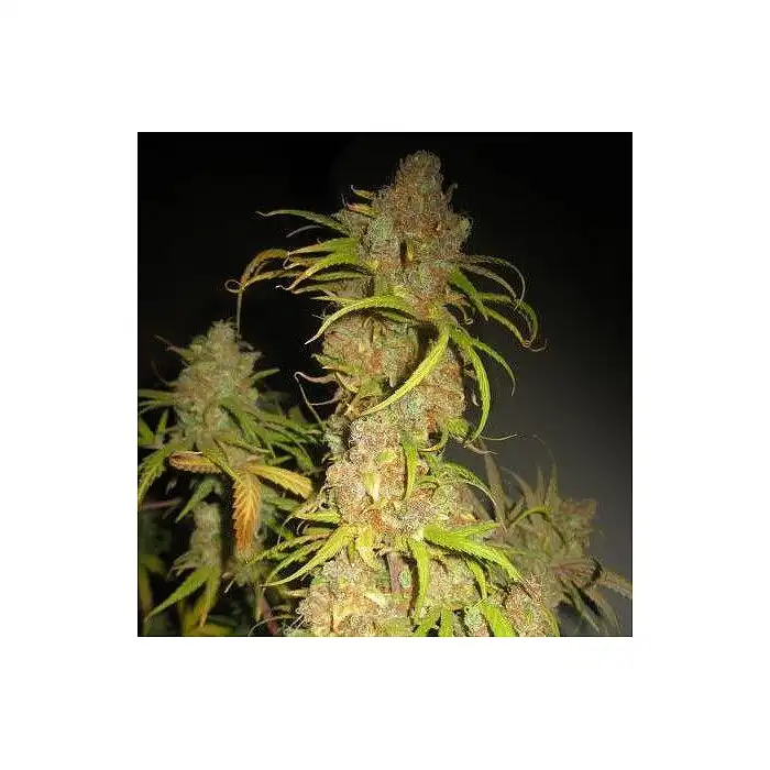 NL5 x Afghan 2 - Mr Nice