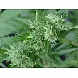 Neville's Haze Mr Nice