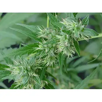 Neville's Haze Mr Nice