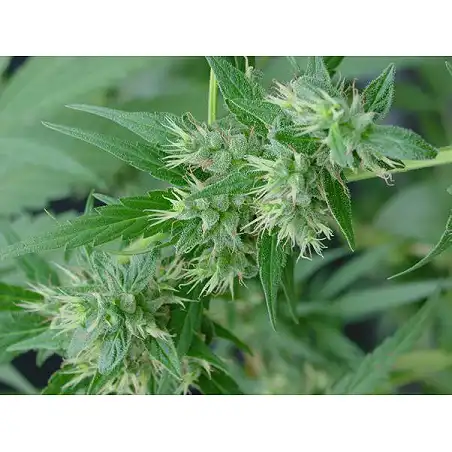 Neville's Haze Mr Nice