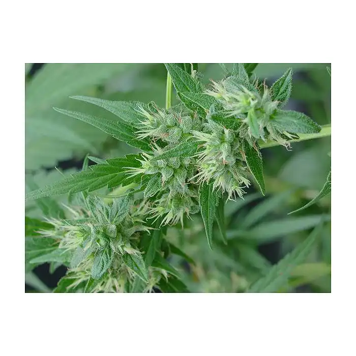 Neville's Haze Mr Nice