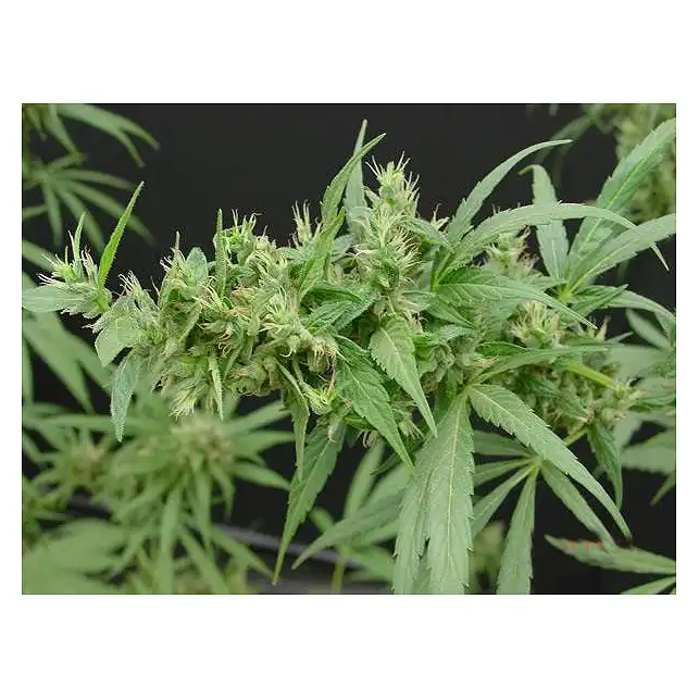 Neville's Haze Mr Nice 1