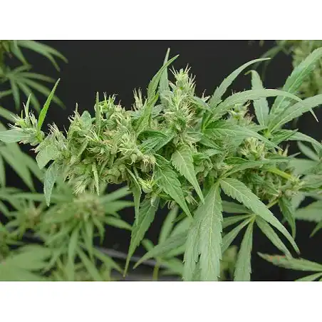 Neville's Haze Mr Nice 1