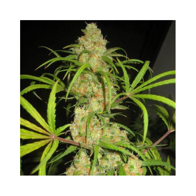 NL5 x Haze 2