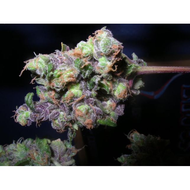 NL5 x Haze 2