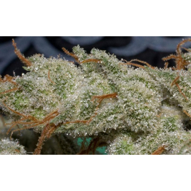 NL5 x Haze 2