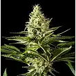 Black Bomb 3 - Philosopher Seeds