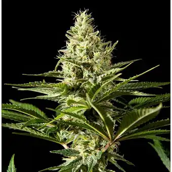 Black Bomb 3 - Philosopher Seeds