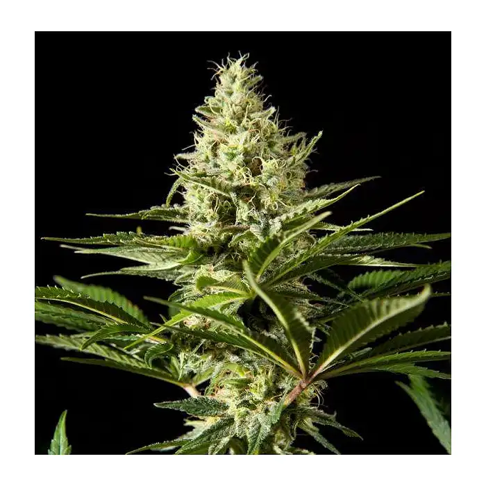 Black Bomb 3 - Philosopher Seeds