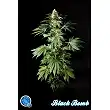 Black Bomb - Philosopher Seeds