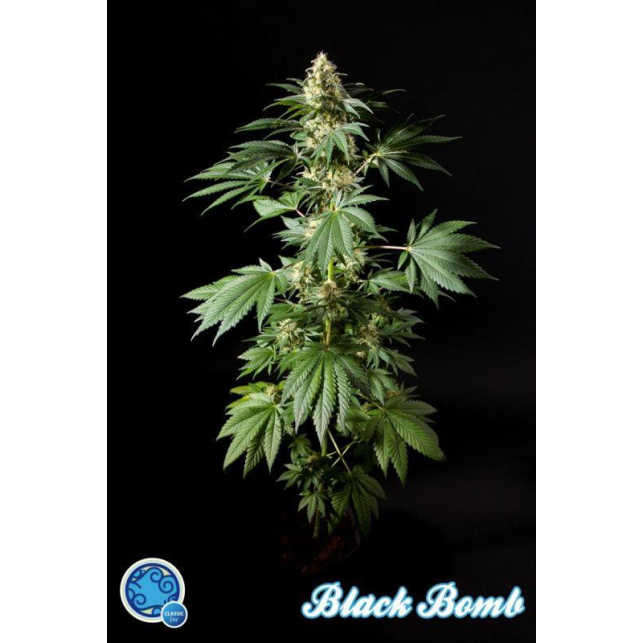 Black Bomb 3 - Philosopher Seeds