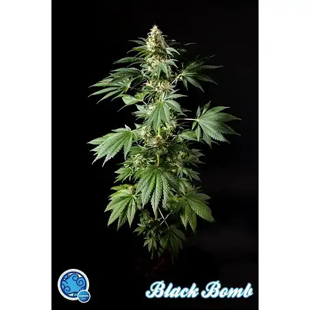 Black Bomb - Philosopher Seeds