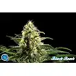 Black Bomb 1 - Philosopher Seeds