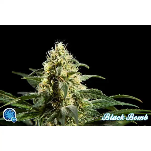 Black Bomb 1 - Philosopher Seeds