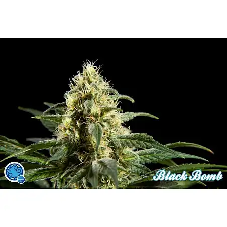 Black Bomb 1 - Philosopher Seeds