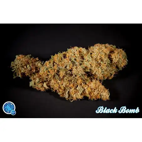 Black Bomb 2 - Philosopher Seeds