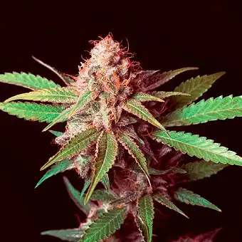 Shark Shock 1 - Mr Nice