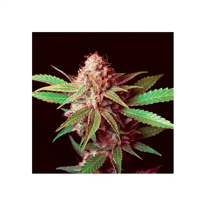 Shark Shock 1 - Mr Nice