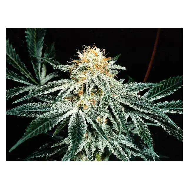 Shark Shock - Mr Nice