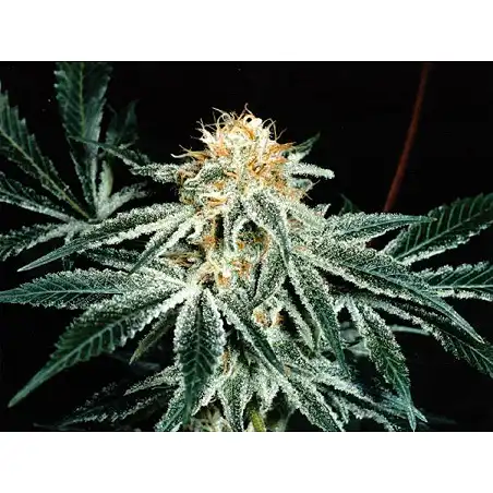 Shark Shock - Mr Nice