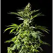 Tropimango - Philosopher Seeds